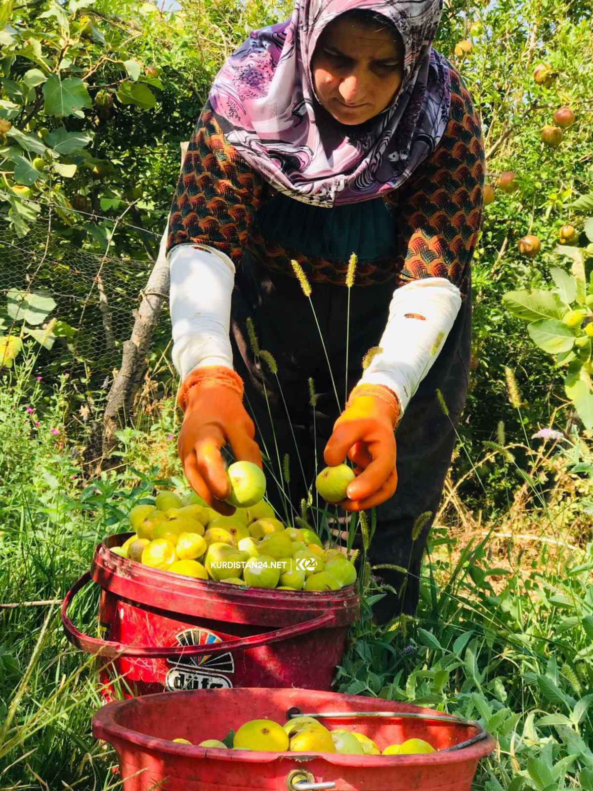 بالصور | غذاء ودواء.. 