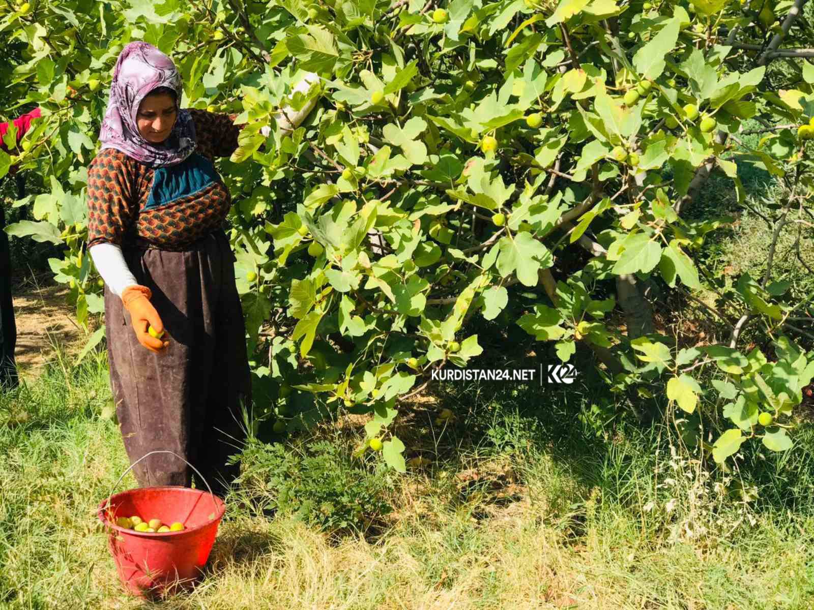 بالصور | غذاء ودواء.. 