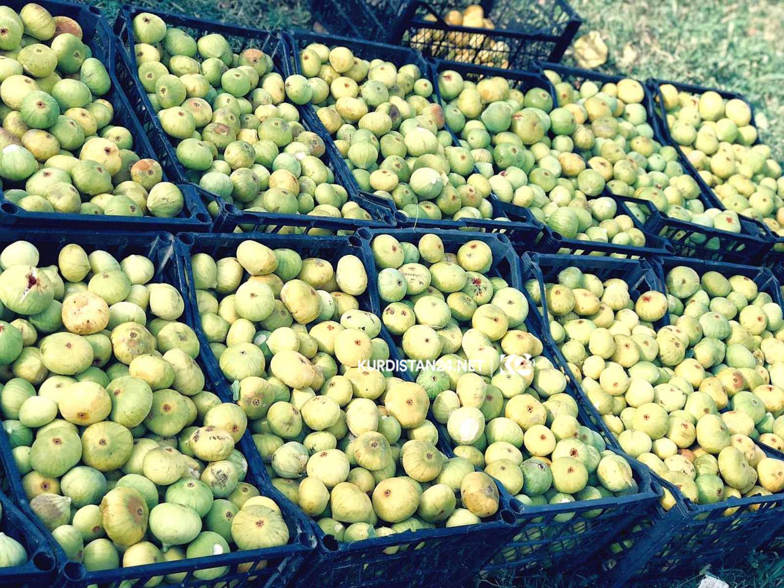 بالصور | غذاء ودواء.. 