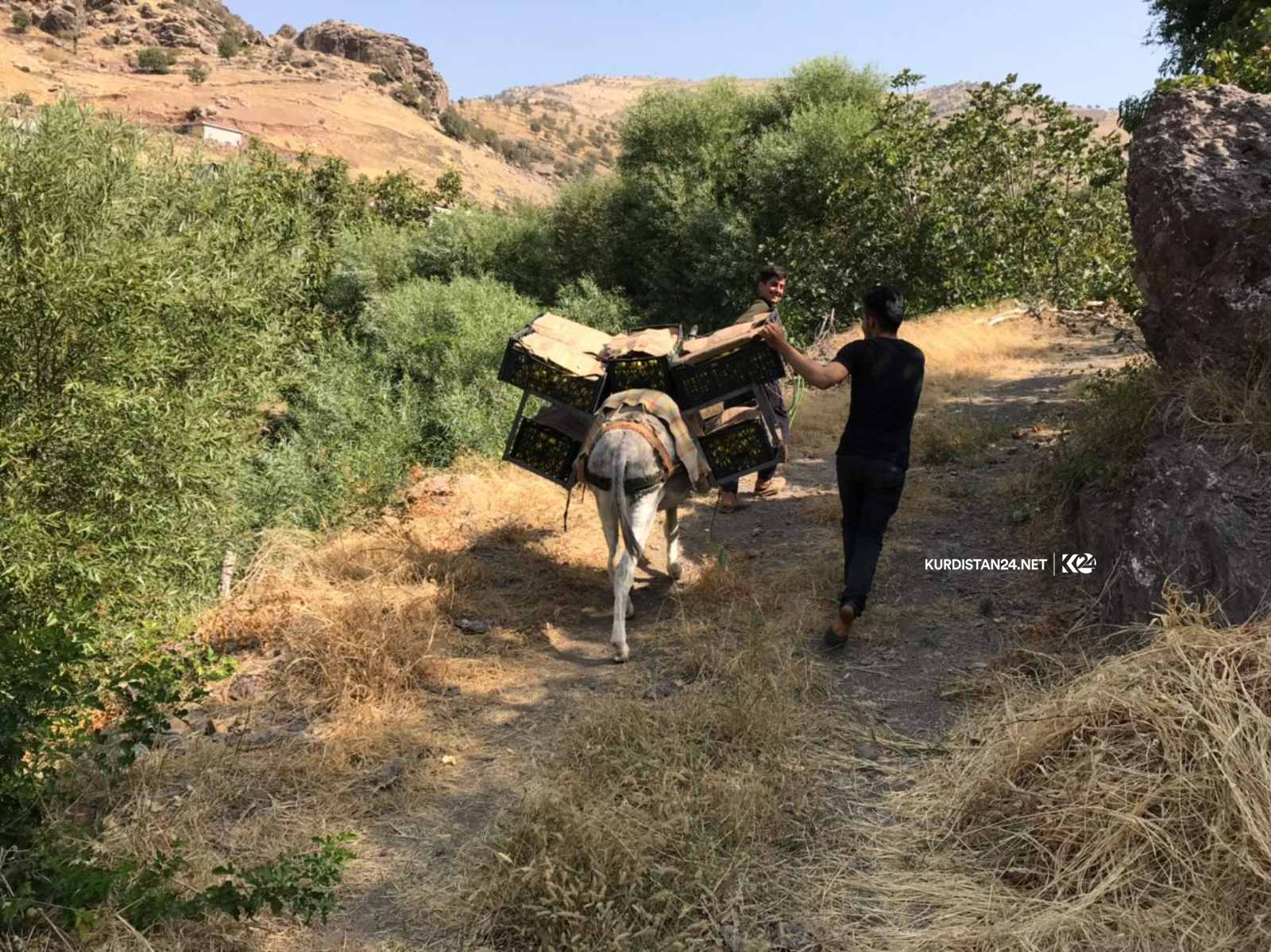 بالصور | غذاء ودواء.. 