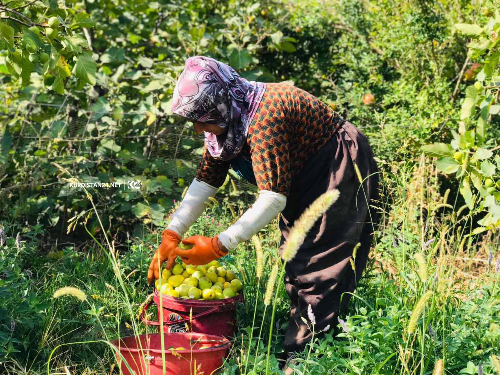 بالصور | غذاء ودواء.. 