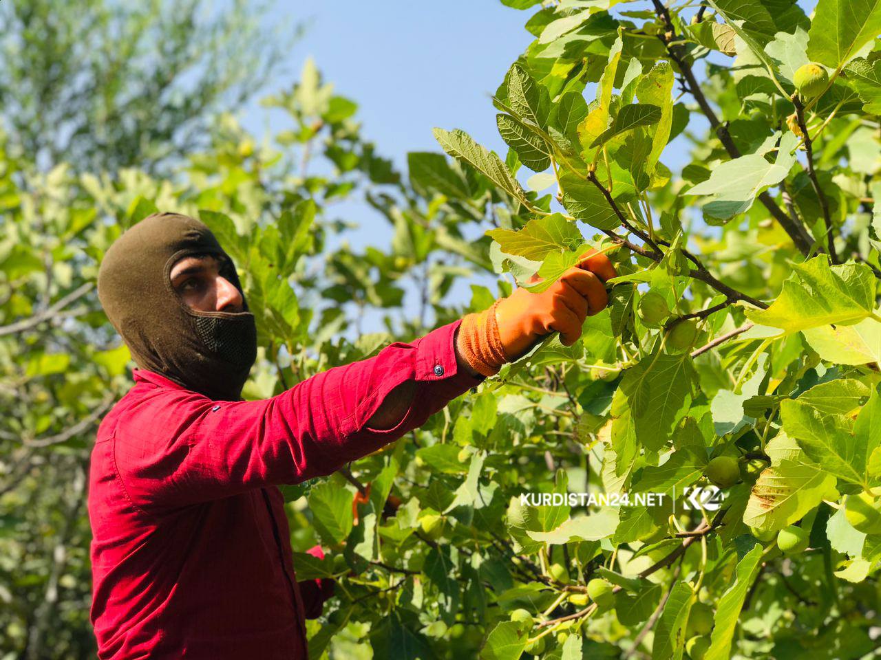 بالصور | غذاء ودواء.. 