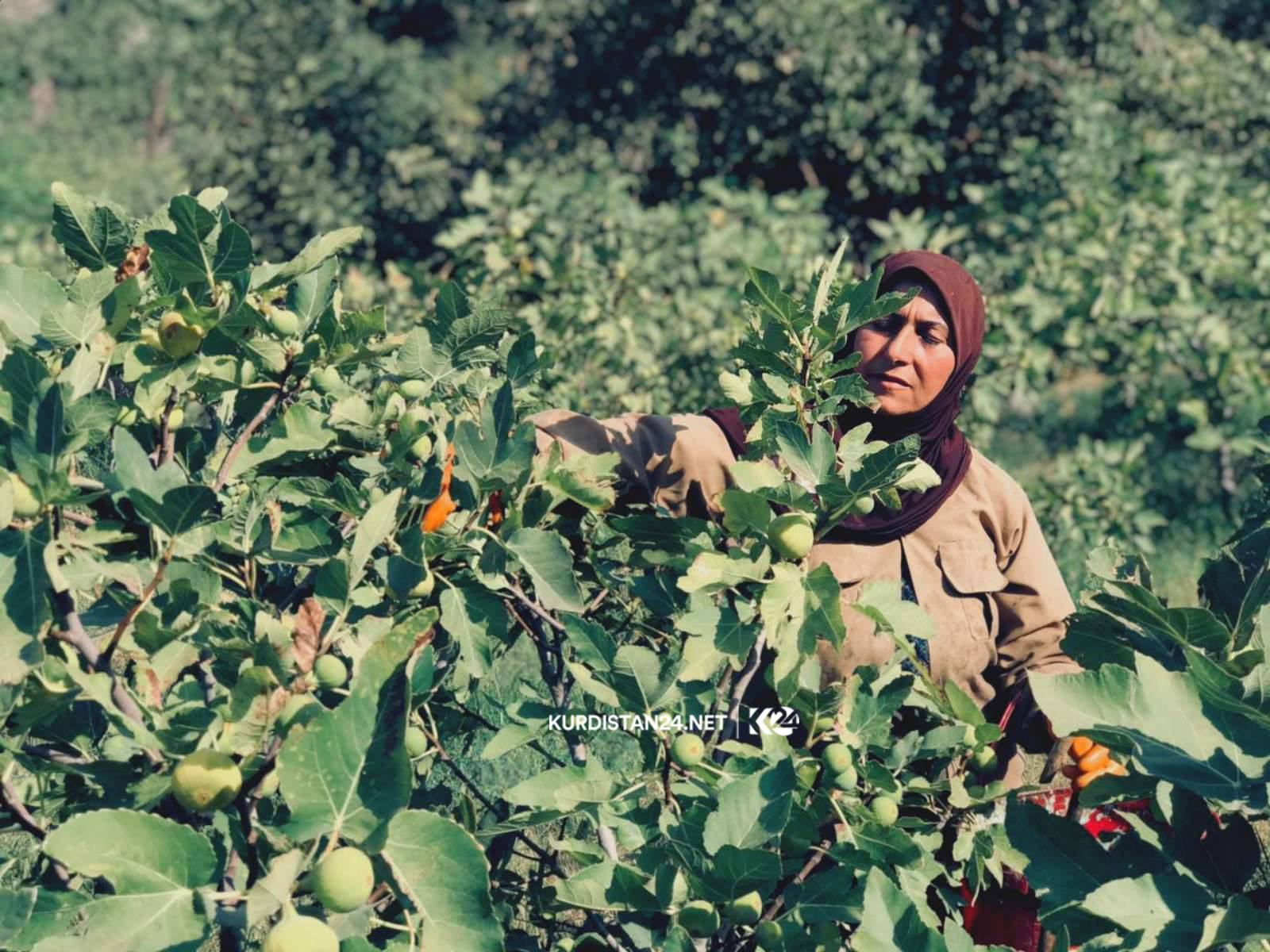 بالصور | غذاء ودواء.. 
