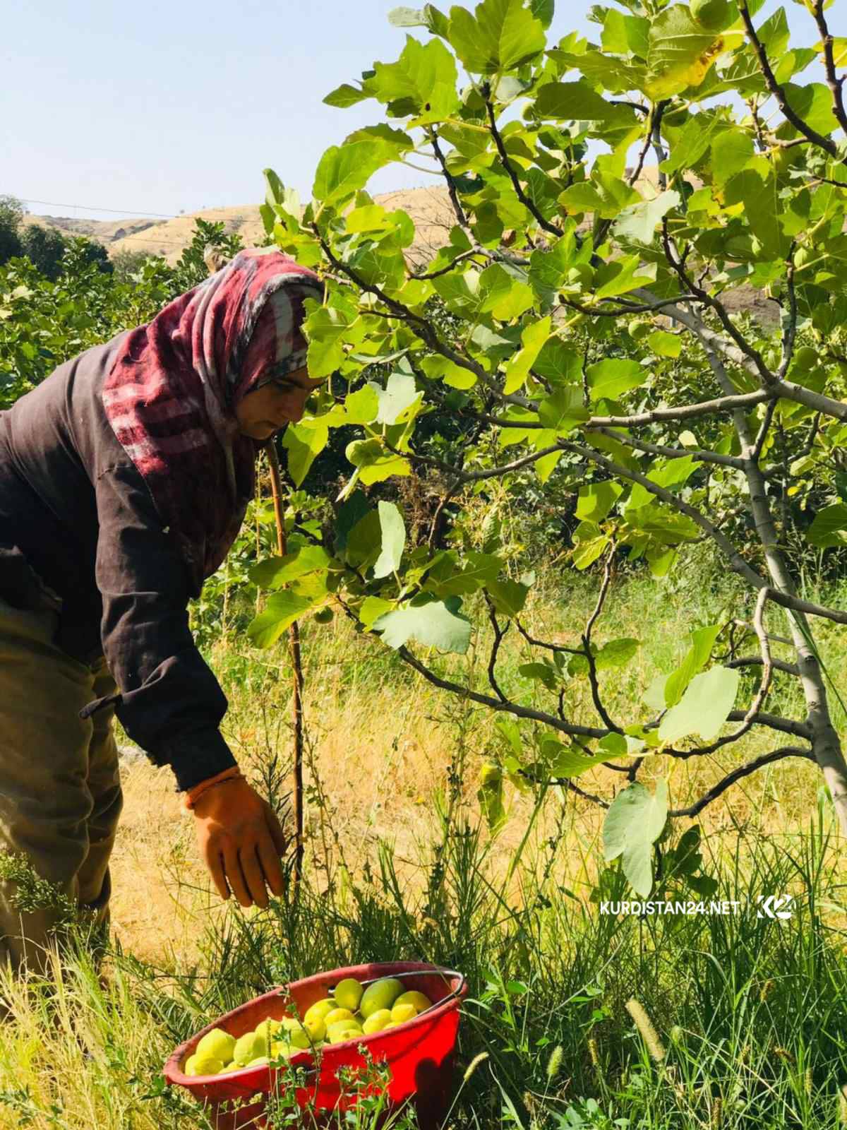 بالصور | غذاء ودواء.. 