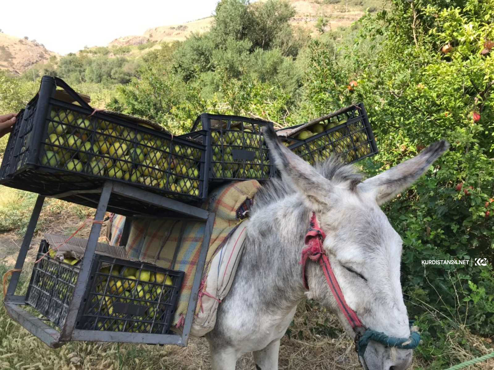 بالصور | غذاء ودواء.. 