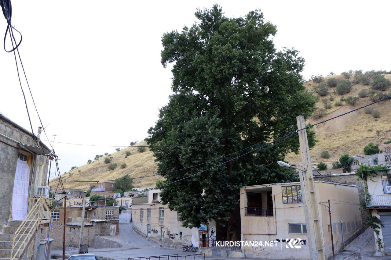 دارێك دەبێتە ناسنامەی سه‌وڵاوه