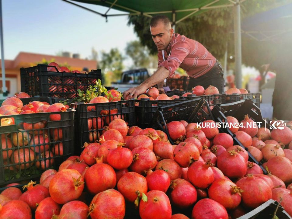 بِگَرد طالبانی: انار هَلَبجه به کشور فرانسه صادر خواهد شد