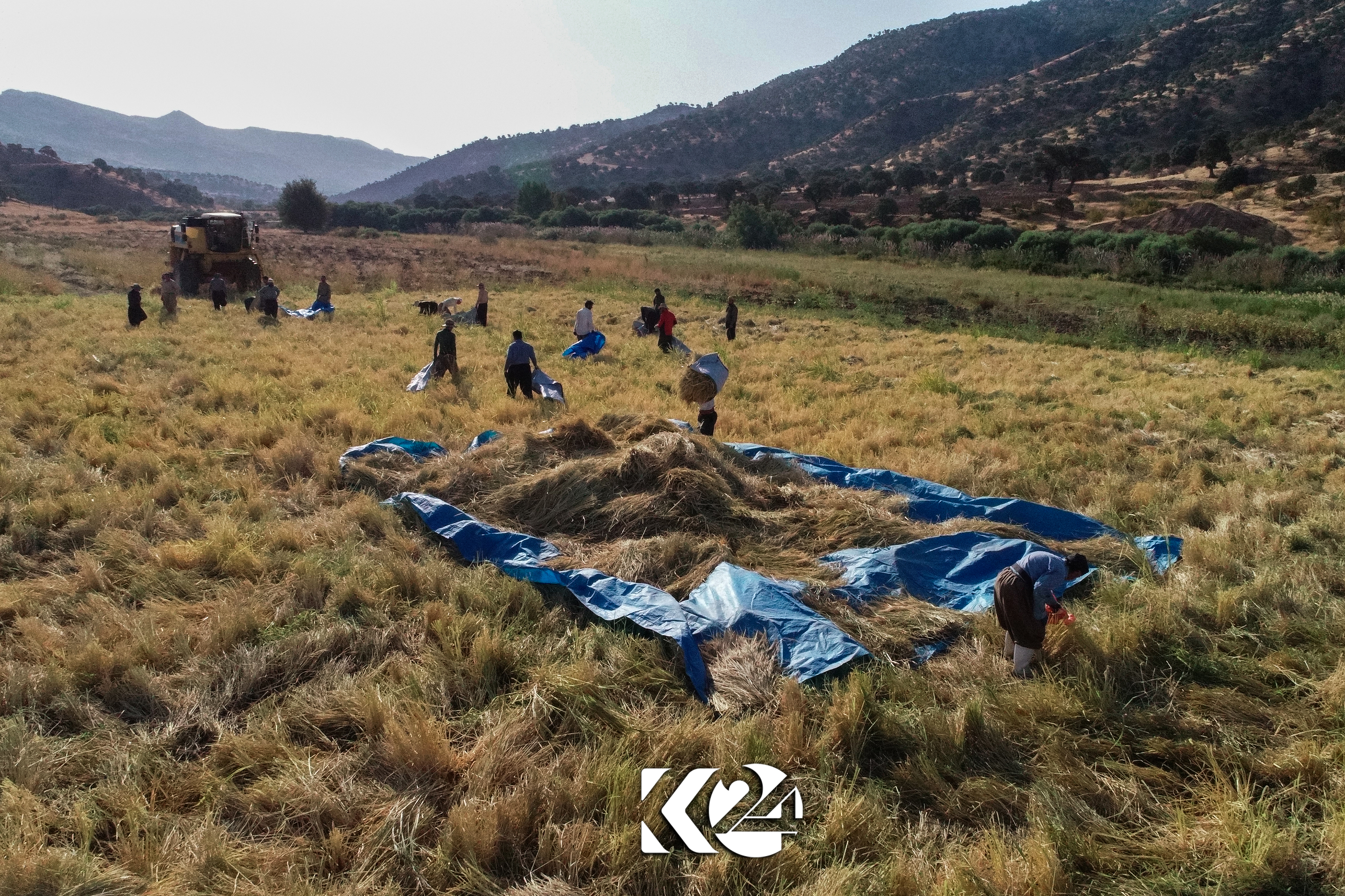 بە وێنە.. بەرھەمی برنج لە سنووری سلێمانی زیادیكردووە
