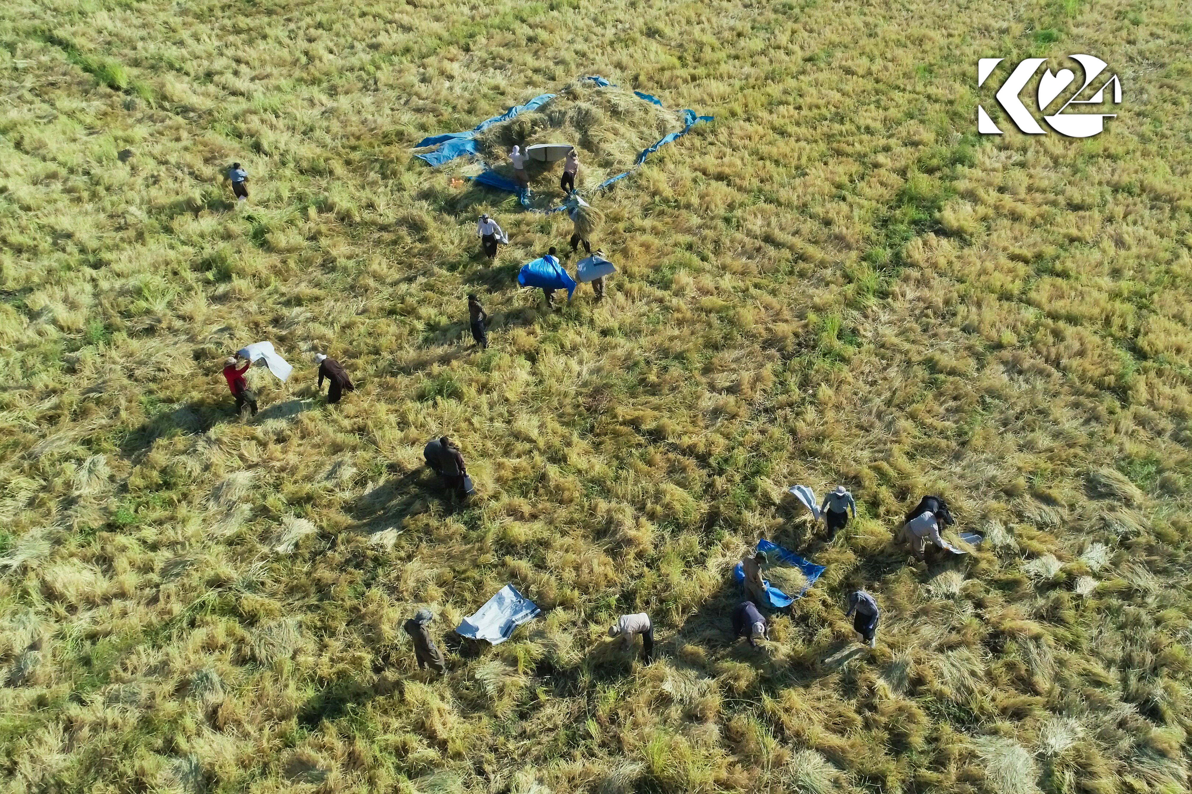 بە وێنە.. بەرھەمی برنج لە سنووری سلێمانی زیادیكردووە