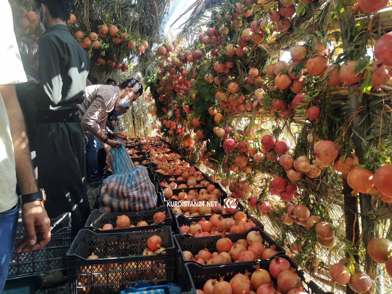 بەرھەمی ھەناری نزیكەی 20 جوتیار لە ھەڵەبجە نمایش دەكرێن