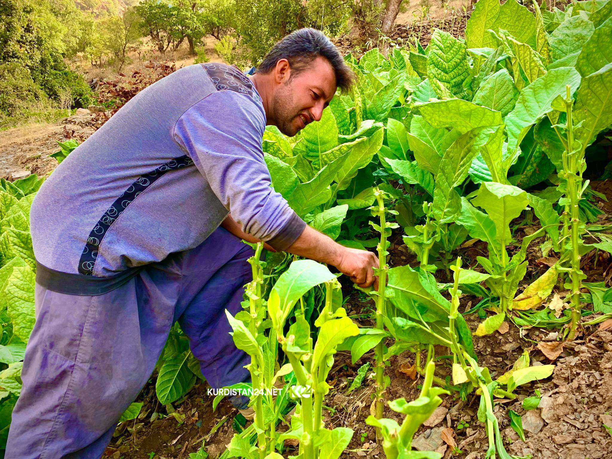 بە وێنە... وەرزی بڕینەوەی تووتن لە دەڤەری باڵەكایەتی