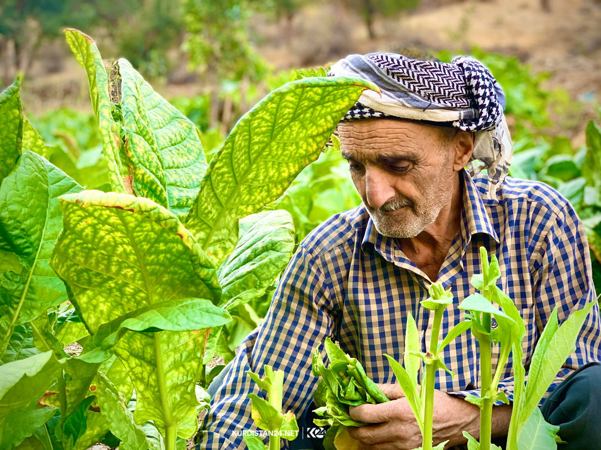 بە وێنە... وەرزی بڕینەوەی تووتن لە دەڤەری باڵەكایەتی
