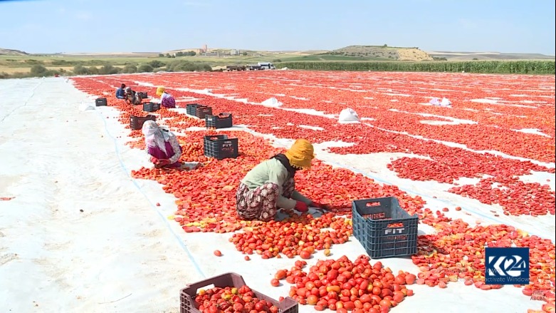 Ji Diyarbekirê bacanên hişkirî bo Ewropayê tên hinardekirin