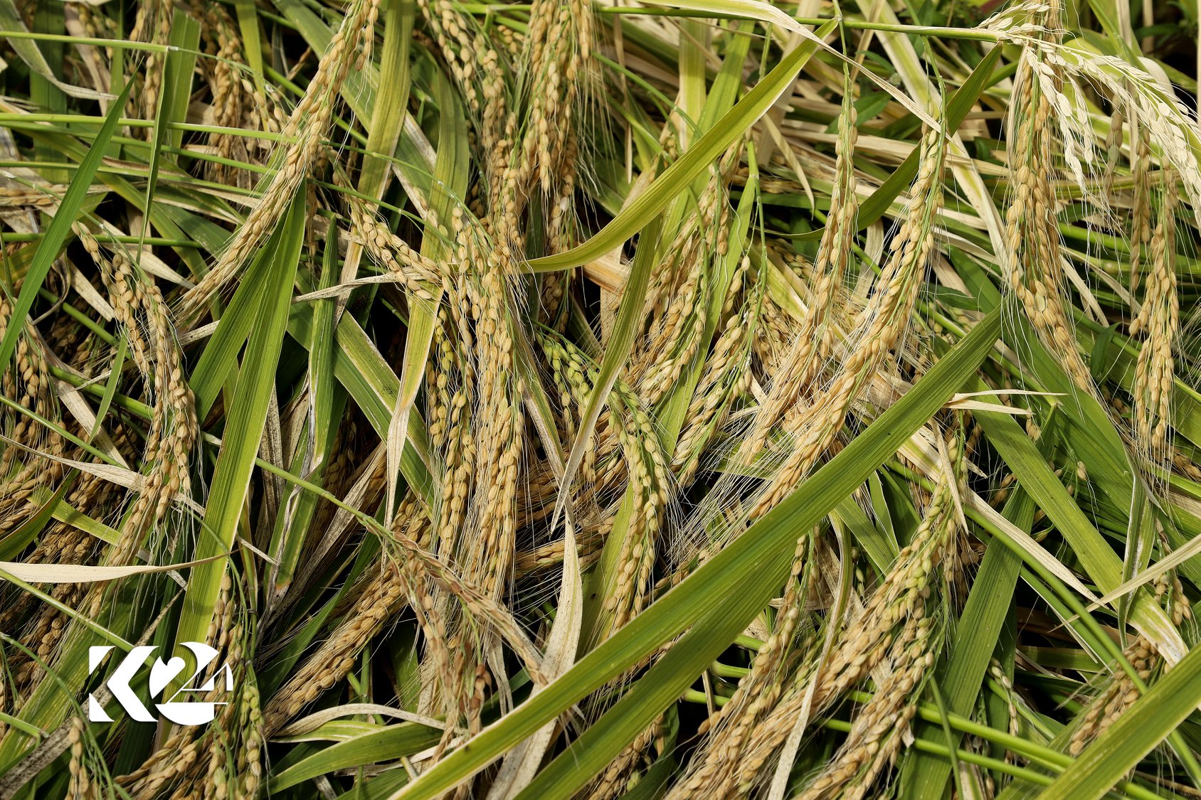 Berhemanîna birinca kurdî li parêzgeha Silêmaniyê zêde bûye