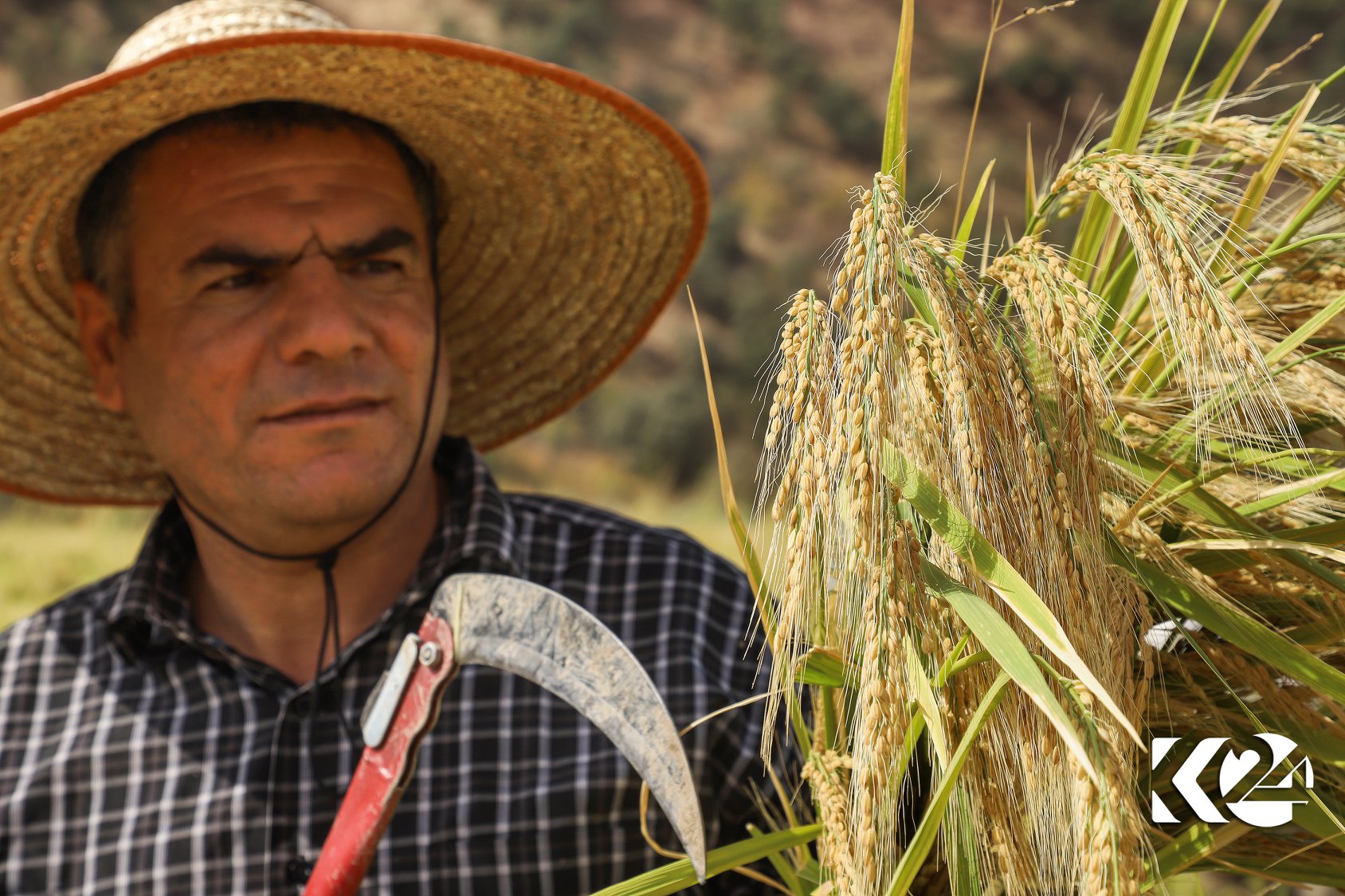 Berhemanîna birinca kurdî li parêzgeha Silêmaniyê zêde bûye