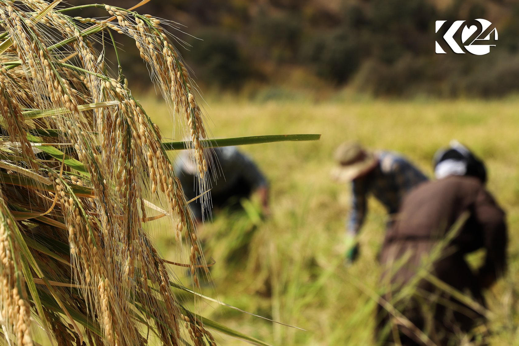 Berhemanîna birinca kurdî li parêzgeha Silêmaniyê zêde bûye