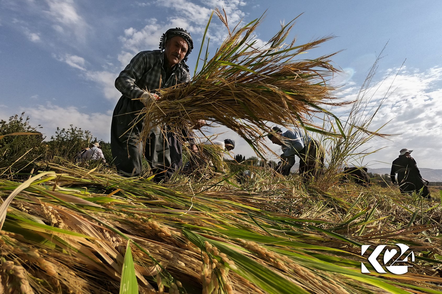 Berhemanîna birinca kurdî li parêzgeha Silêmaniyê zêde bûye