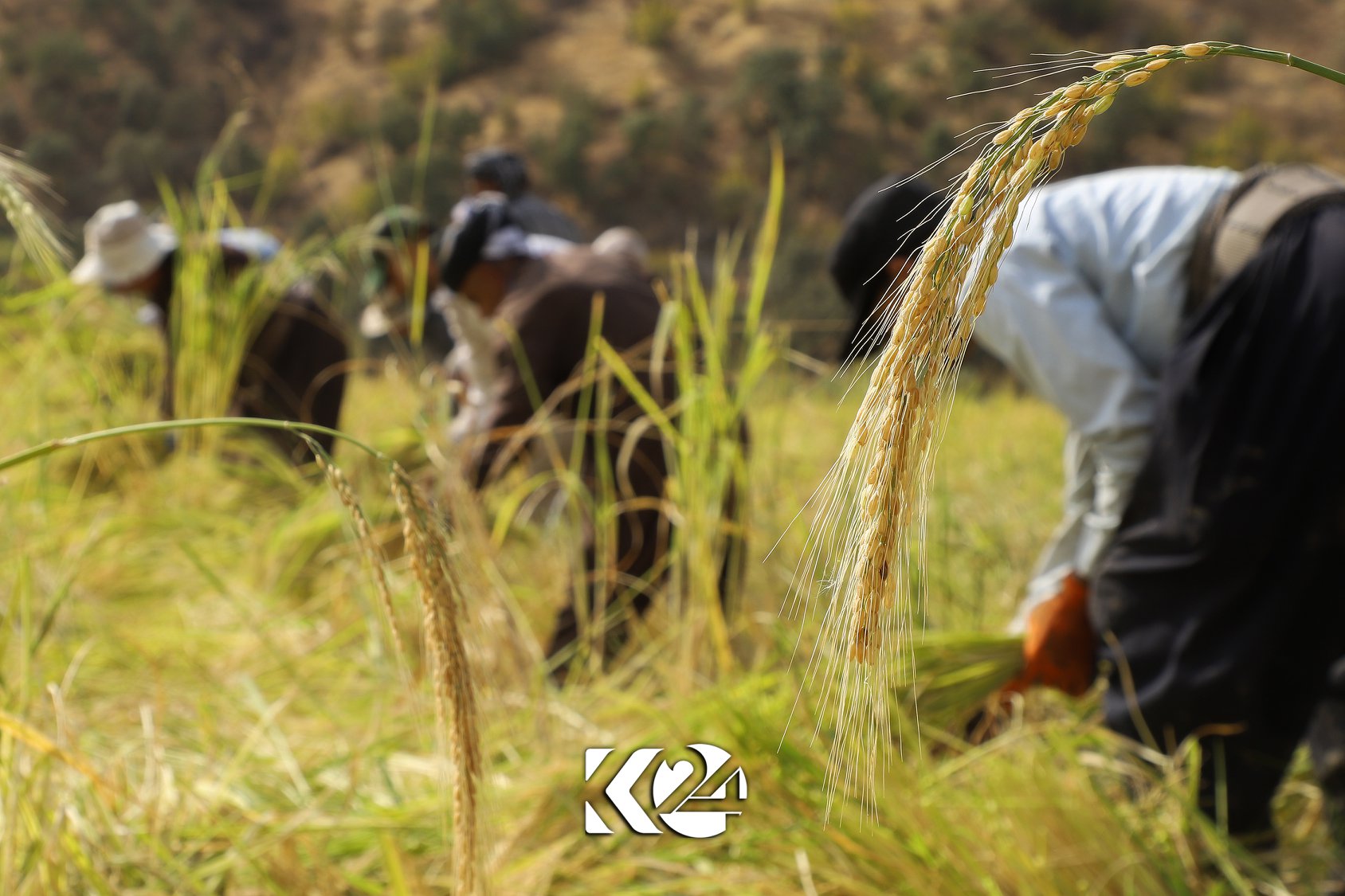 Berhemanîna birinca kurdî li parêzgeha Silêmaniyê zêde bûye