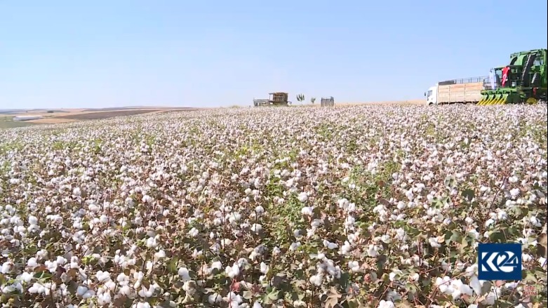Li Diyarbekirê werzê çinîna pembû dest pê kir 