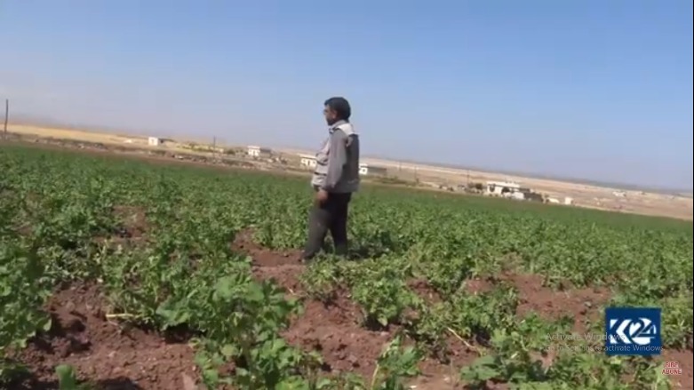 Cotkarek bi berhemanîna petateyê li Kobaniyê bi ser dikeve