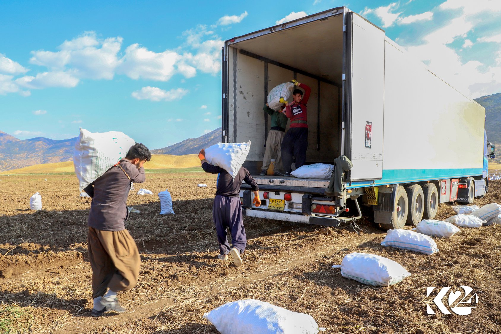WÊNE.. Batatên (Kartol) sor ji bo çîpsan li Silêmanî tên berhemanîn