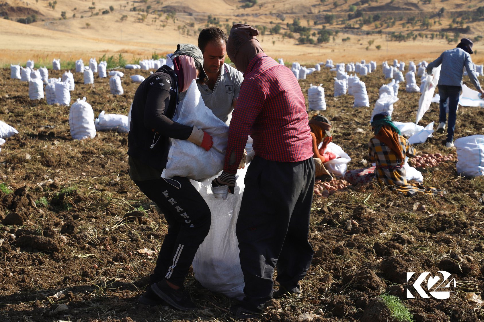WÊNE.. Batatên (Kartol) sor ji bo çîpsan li Silêmanî tên berhemanîn