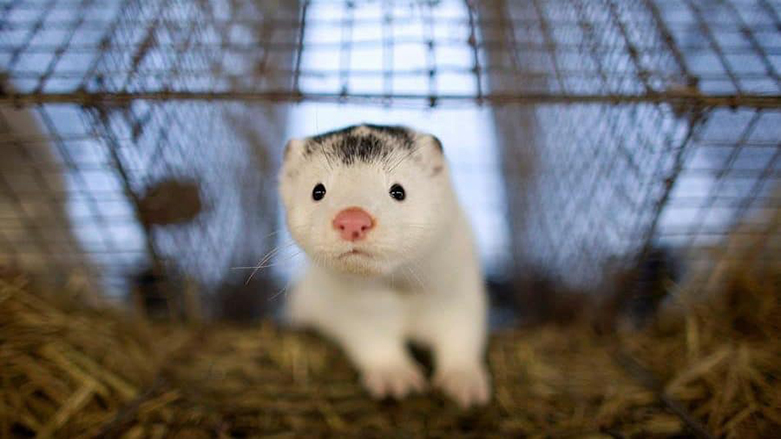 دانیمارك 17 ملیۆن ئاژه‌ڵی مینكی له‌ناو برد و ده‌شڵێت: هه‌ڵه‌مان كرد