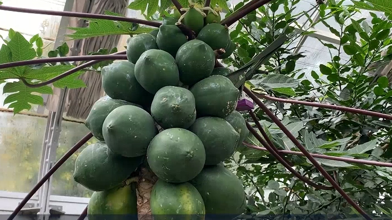 مۆزەخانەی رووەکەکان لە واشنتن