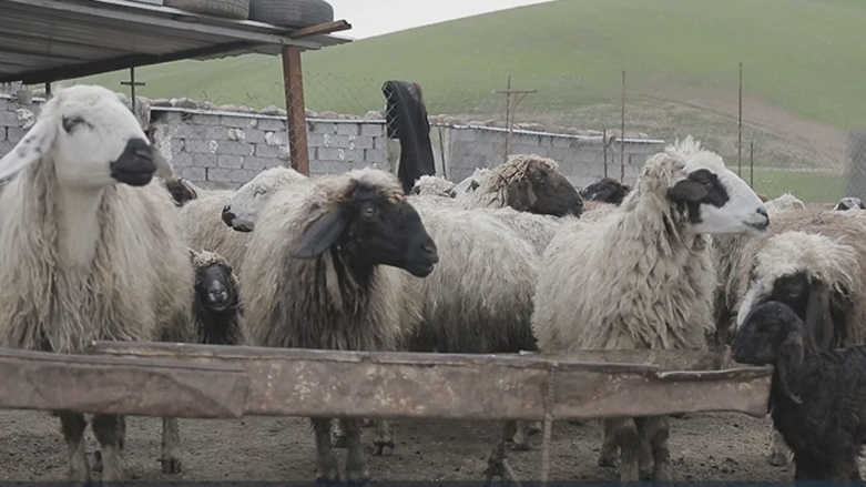 بەخێوکردنی مەڕ و ماڵات لە دەڤەری زرارەتی