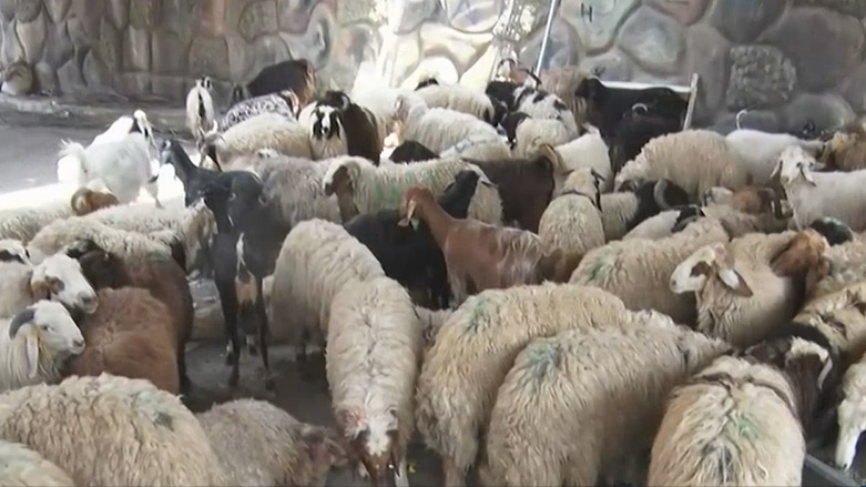 فرۆشتنی مەڕوماڵات لە رۆژانی جەژن لە کەرکووک