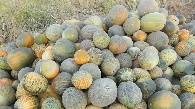 فرۆشتنی کاڵەک لە مەریوان