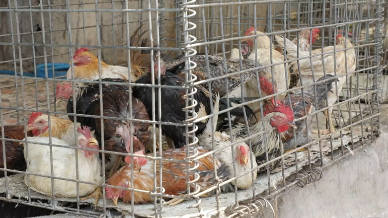 بازاڕی پەلەوەر لە هەرێمی کوردستان