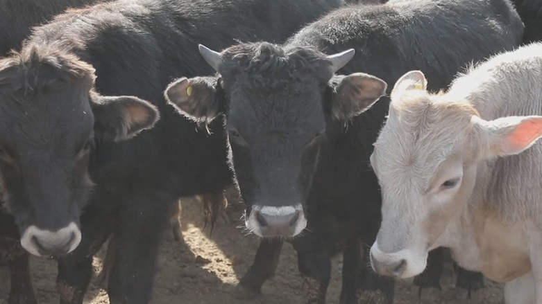 بازاڕی ئاژەڵ لە کوردستان