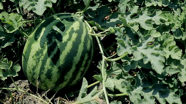 بۆچی بۆ بەرهەمی ناوخۆیی تۆمەت دروست دەکرێت؟