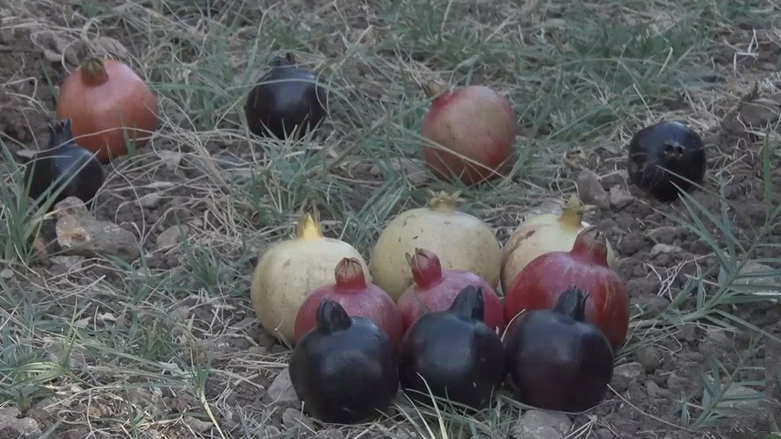 هەفتانە رۆژی هەینی 22/11/2019