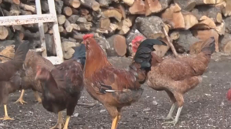 بەخێوکردنی پەلەوەری خۆماڵی لە ئامێدی