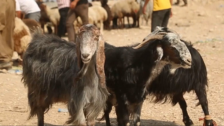 مەیدانی ئاژەڵفرۆشان لە ئاکرێ