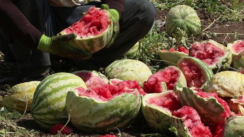 بڵاوبوونەوەی نەخۆشی لەبەرهەمی شووتی شارەزوور