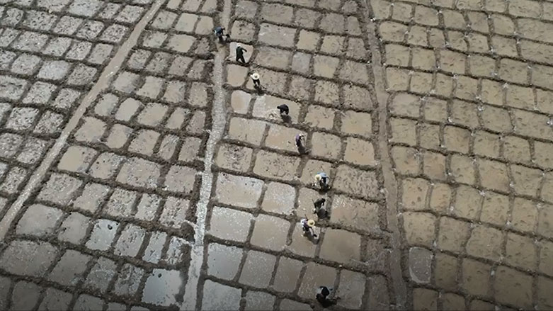 وەرزی چاندنی برنج لە قەرەداغ
