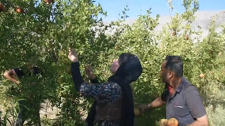 رنینەوەی هەنار لە گوندی شیناوە هەریر