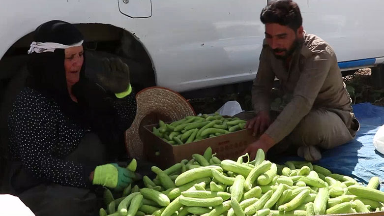 رینینەوەی ترۆزی لە ناحیەی وارماوا