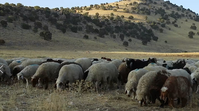 بەخێوکردنی مەڕوماڵات لە کوێستانەکانی چیای خوشک لە گەرمیان
