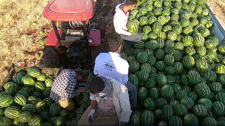 بەرهەمی شووتی لە شارەزوور