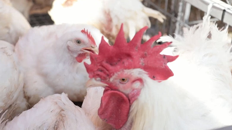 نرخی مریشک لە هەرێمی کوردستان