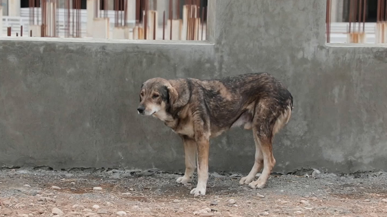 زۆربوونی سەگی سەر شەقام