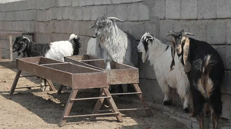 دیاردەی دزینی مەڕۆماڵات