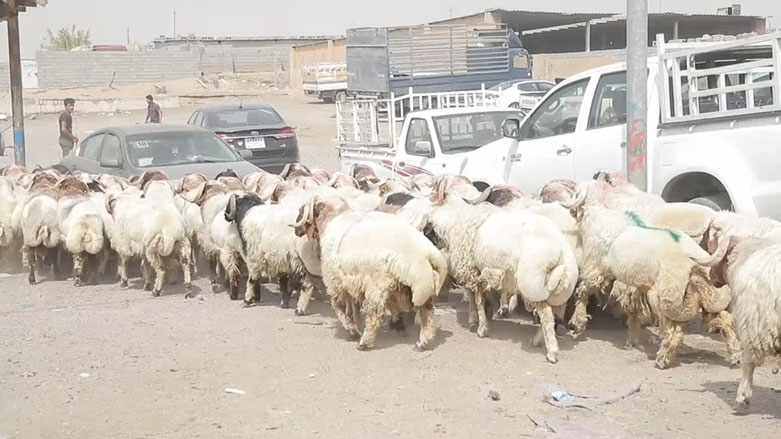 جموجۆڵی بازاڕی ئاژەڵانی هەولێر