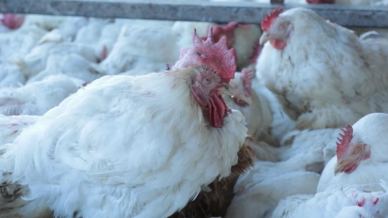 نرخی گۆشت و پەلەوەر لە هەرێمی کوردستان