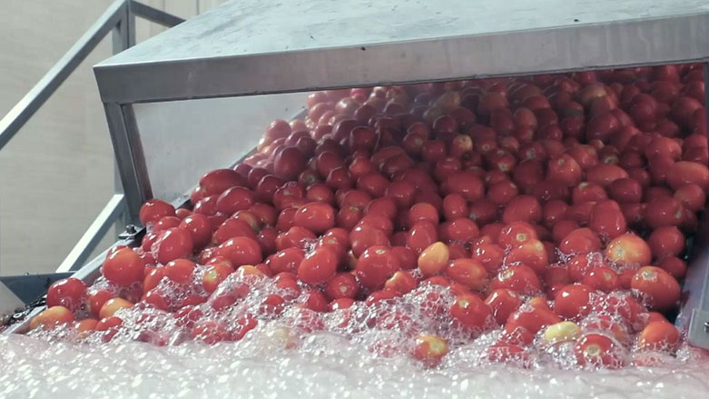 بەرهەمهێنانی دۆشاوی تەماتە