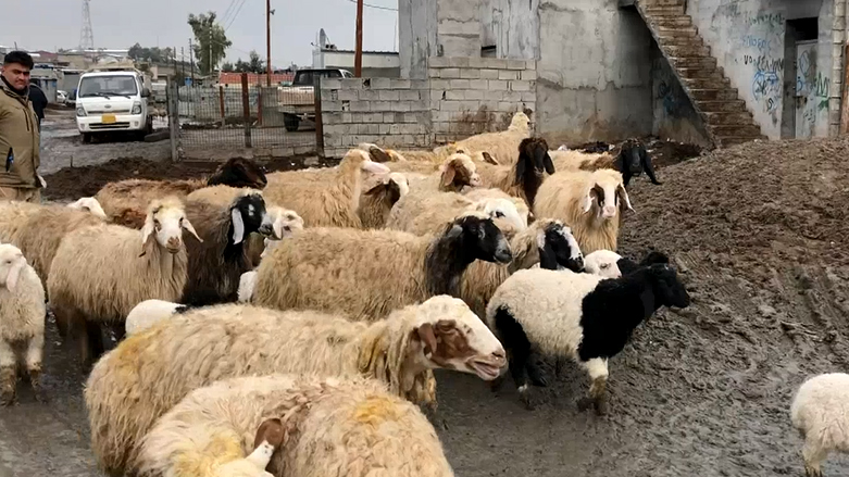 ئایا قۆرخكاری بازاڕی ئاژەڵان هەیە و راستە دەیان كۆمپانیای وەهمی بۆ هێنانی ئاژەڵ دروست بوون؟